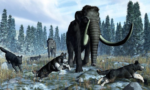 Помогали охотиться на мамонтов: древние породы собак, которые служат людям по сей день