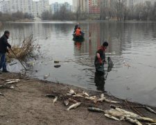 В Киеве начался мор рыбы: экологи назвали причины