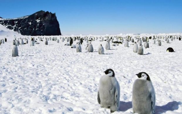 ШОК! Ученые сделали неожиданное открытие в Антарктиде
