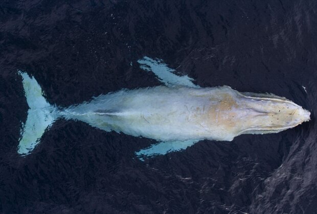 Они существуют: ученые обнаружили морских "великанов", которые выжили после масштабного истребления