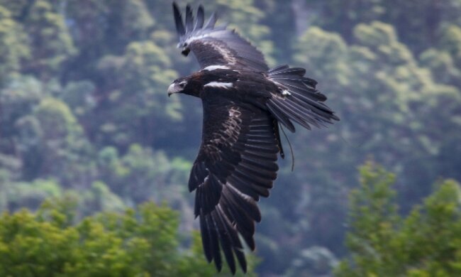 Орел збив безпілотник над Австралією (відео)