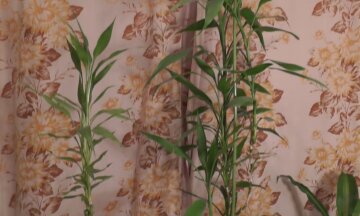 Бамбук скриншот