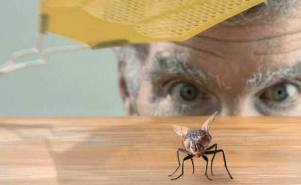 Простые средства избавиться от мух: их запах отпугивает вредителей