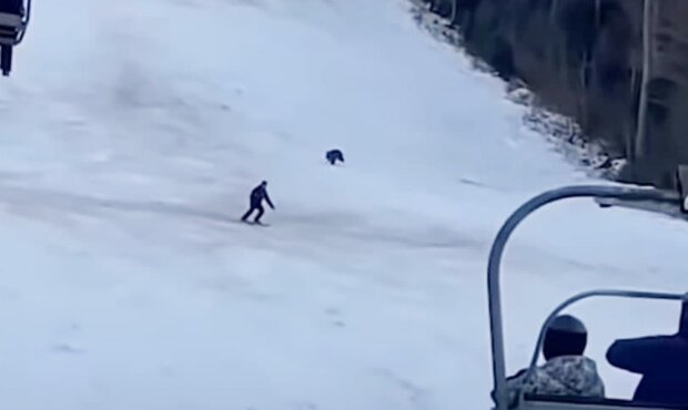 медведь гонится за лыжником, скриншот с видео