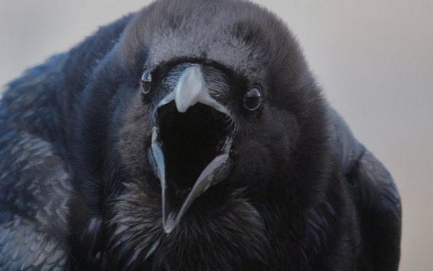 Гігантський птах зірвав прямий ефір: відео