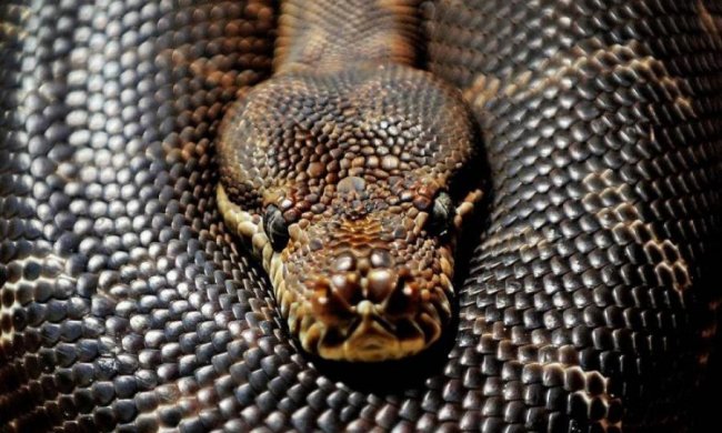 Жуткое зрелище: на видео показали гигантское "нечто"