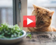 Соцмережі здивували харчові смаки кота