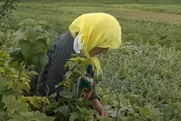 Бабуся на городі, скріншот: Youtube