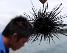Бедное животное: ученые превратили морского ежа в бетон