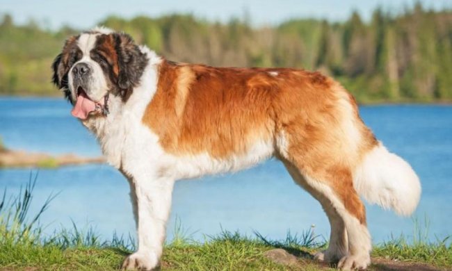 У него самый длинный: пёс стал рекордсменом Гиннеса 