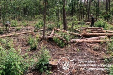 незаконная вырубка деревьев
