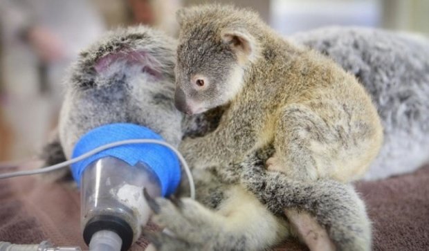 Фото маленькой коалы и ее мамы растрогали Интернет