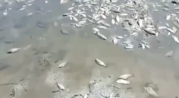 Мертва риба. Фото: Youtube