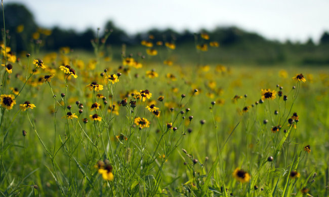 Погода на 6 серпня: в Україну йде потепління