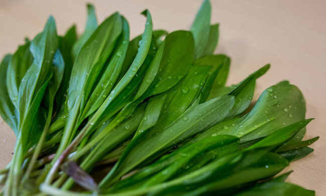 Черемша, фото sovkusom.ru