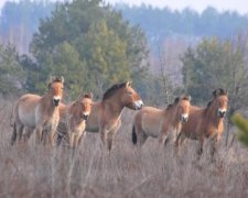 Дикі істоти з гривами заполонили зону відчуження