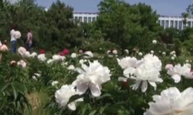 В Тернополе заметили главный символ Китая