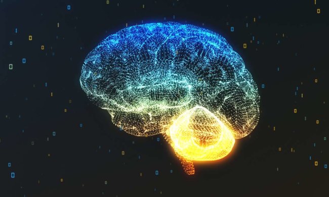 Еndorestiform nucleus: ученые обнаружили ранее неизвестную область мозга