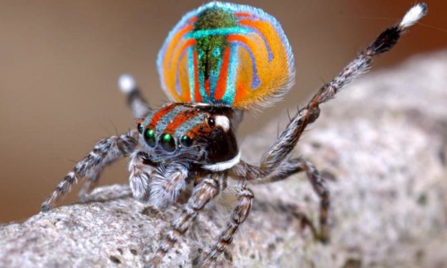 Паучихи убивают самцов за плохие танцы