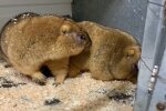 Сурки / скриншот из видео