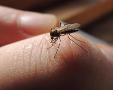 Позбутися комарів: популярний продукт вирішить проблему