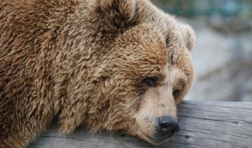 З'ївши ведмедя, 18 росіян потрапили до лікарні