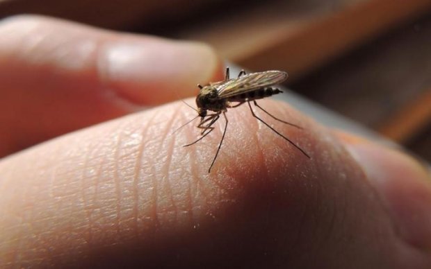 Избавиться от комаров: популярный продукт решит проблему