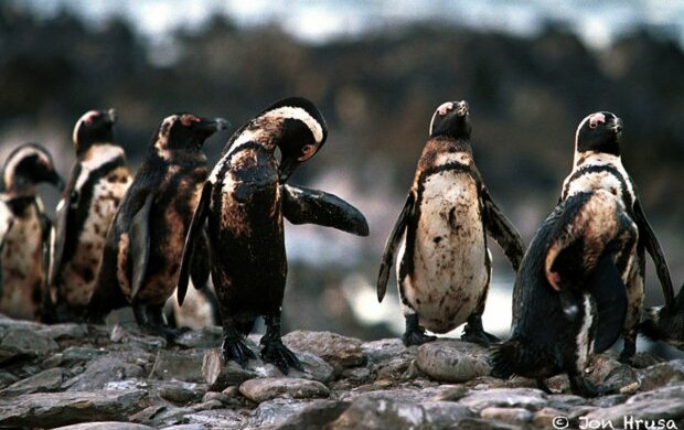 Ми ще можемо врятуватися: головна причина екологічної катастрофи і що повинен зробити кожен, щоб допомогти планеті