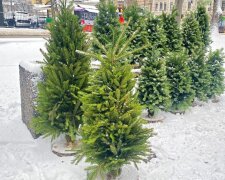 Продажа новогодних елок, фото из соцсетей