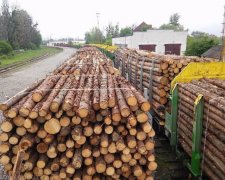 На кордоні 182 вагона деревини готували для контрабанди в ЄС