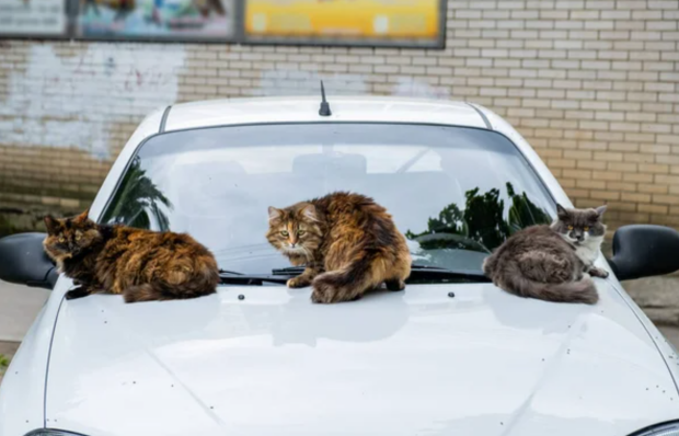 Минус 23% от сделки и никакой доверенности: в 2025 году б/у авто станут дороже