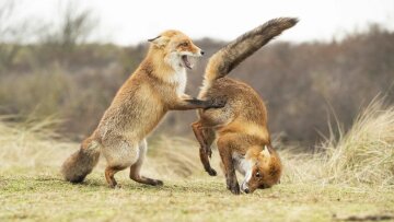 Найкращі кадри природи, фото: Comedy Wildlife Photography Awards