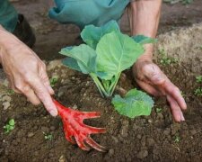 В Україні запроваджують нові штрафи за землю, хто і чому влетить на гроші