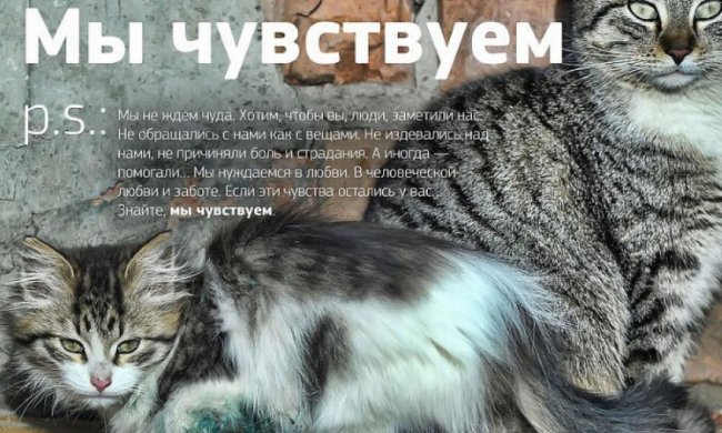 Бездомные кошки: тест на человечность (фото)