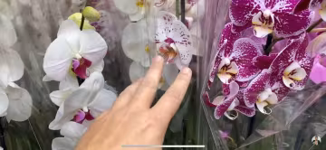 Орхидеи, фото: скриншот из видео