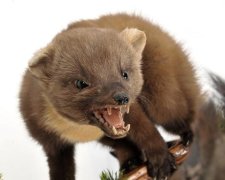 Слідом за їжаками в Криму повстали куниці