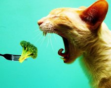 Коти переймають моду на вегетаріанство