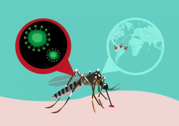 Шесть антител против Зики: ученые подготовились к сражению с тропическим вирусом