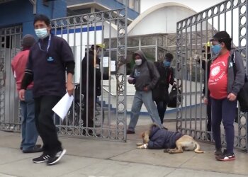 Пес цілодобово чекає хворого на ковід господаря під дверима лікарні: зворушлива історія сучасного Хатіко