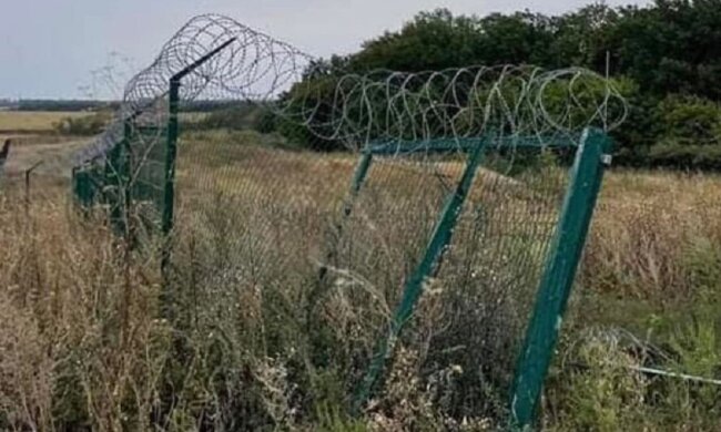 "Стіна Яценюка". Фото: скриншот з відео