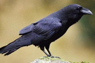 Ворони вміють рахувати на рівні дитини