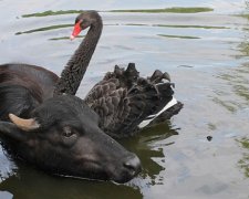  В харьковском зоопарке черные лебеди "усыновили" буйвола (фото, видео)