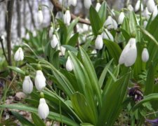 Київські романтики заради жінок вирвали підсніжники зі столичної клумби