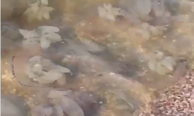 Медузи у Азвоському морі, скріншот: Instagram