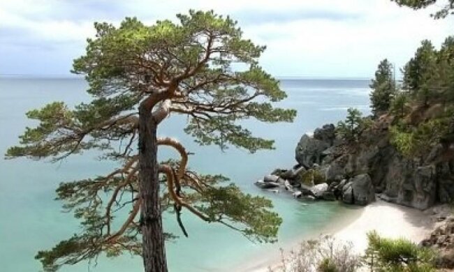 Ученые нашли самое старое дерево Европы