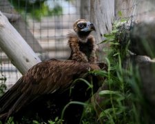 Унікальне явище: у Амстердамі грифи-геї стали батьками