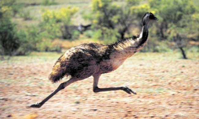 Двоє чоловіків посварились через страуса: відео