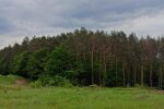 На Франківщині рубають мільйони на лісах  - колись густі хащі перетворилися на пустелю