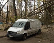 В Одесі сильний вітер повалив дерева на машини (фото)