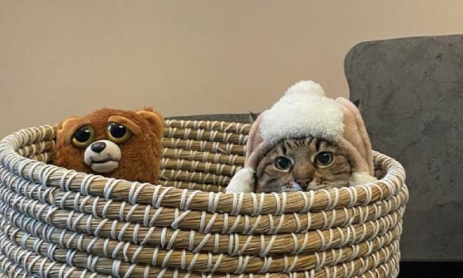 Кіт Степан, скріншот: Instagram